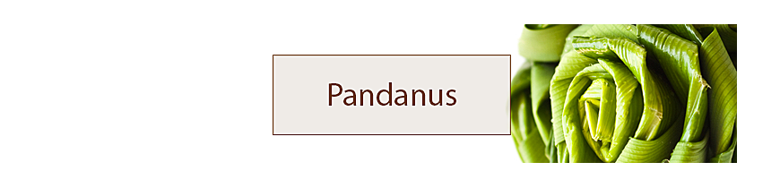 Pandanus