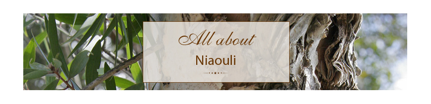 Niaouli