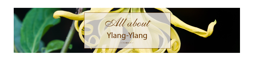 Ylang-Ylang