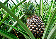 ananas