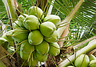 coco