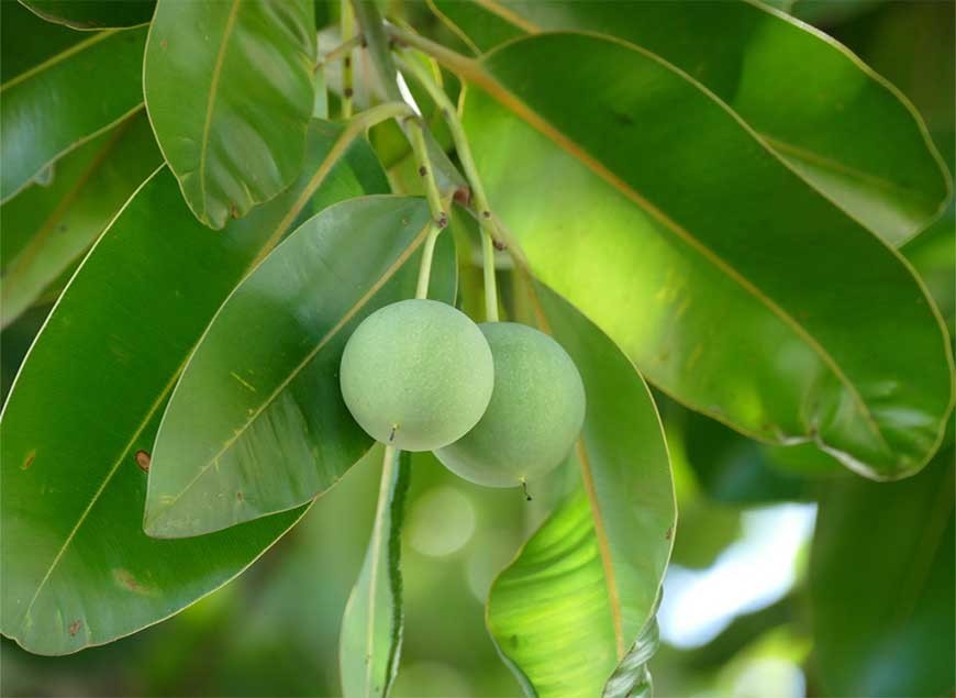 Tamanu OIl: The Pacific Green Gold