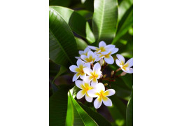 The Frangipani Flower, another Polynesian symbol !