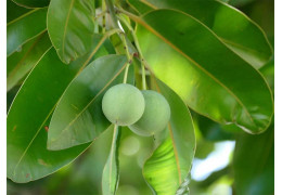 Tamanu OIl: The Pacific Green Gold